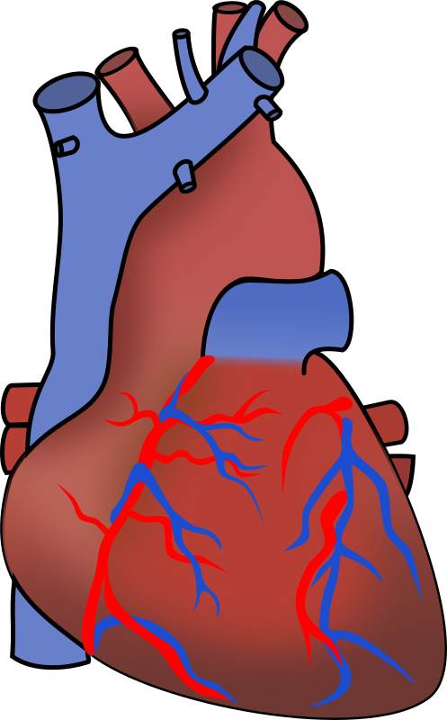 cardiology